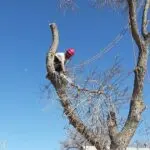 Tree pruning and trimming in a Colorado Springs yard