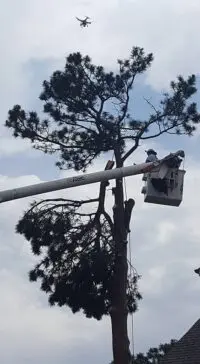 Mature tree care