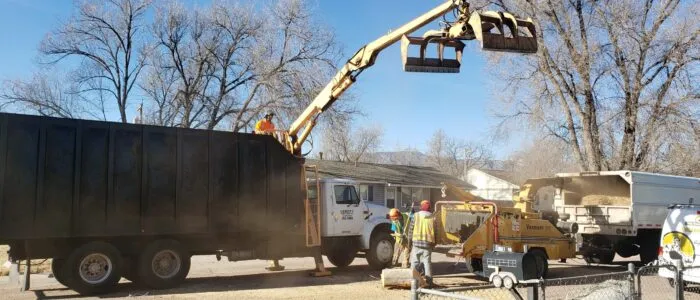 Certified arborist tree removal in Colorado Springs