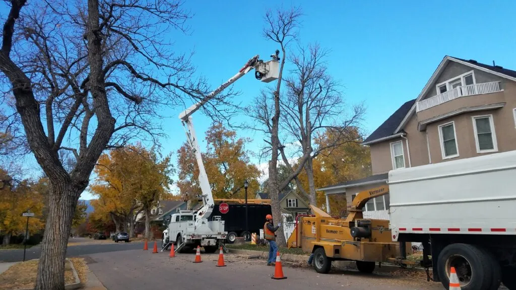 Expert tree removal in Colorado Springs