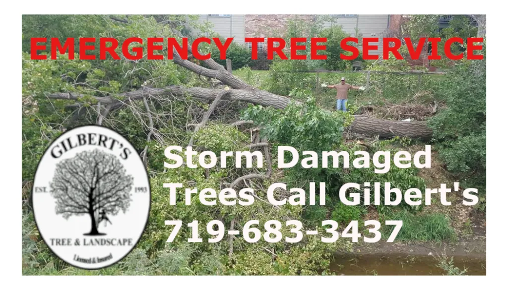 Emergency tree care service in Colorado Springs