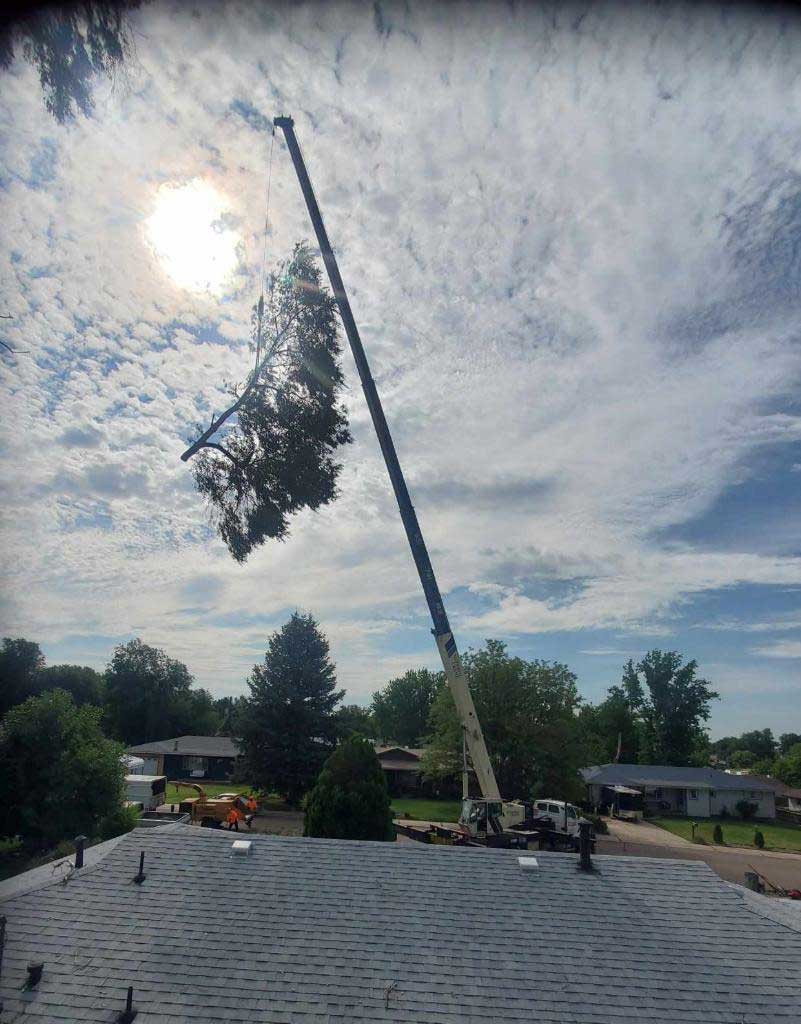 Crane to Remove Large Trees