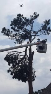 Tree trimmer in bucket truck with drone guidance.