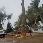 Removing tall trees