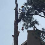 Tree climber removing tall trees