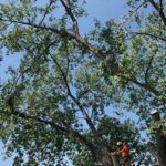 Complete Tree Care Services