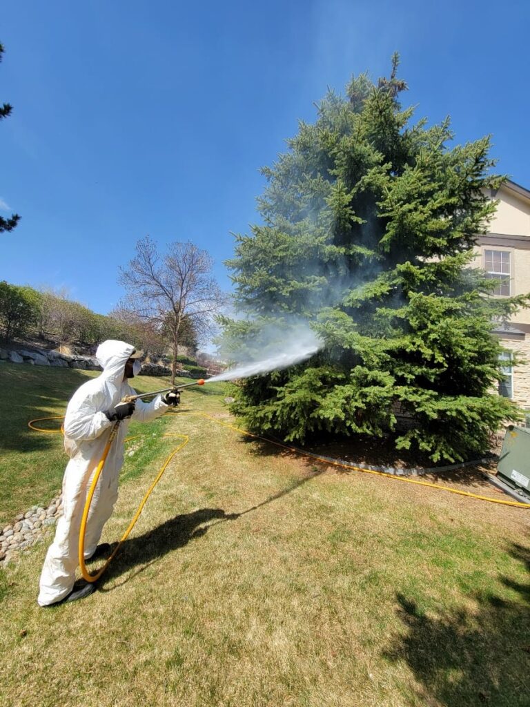 Professional Tree Spraying in Colorado Springs | Pest Control Services | Gilbert’s Tree & Landscape