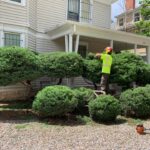 Trim Bushes and Hedges