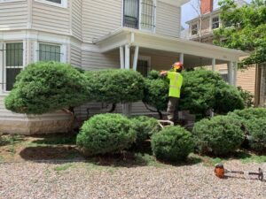 Trim Bushes and Hedges