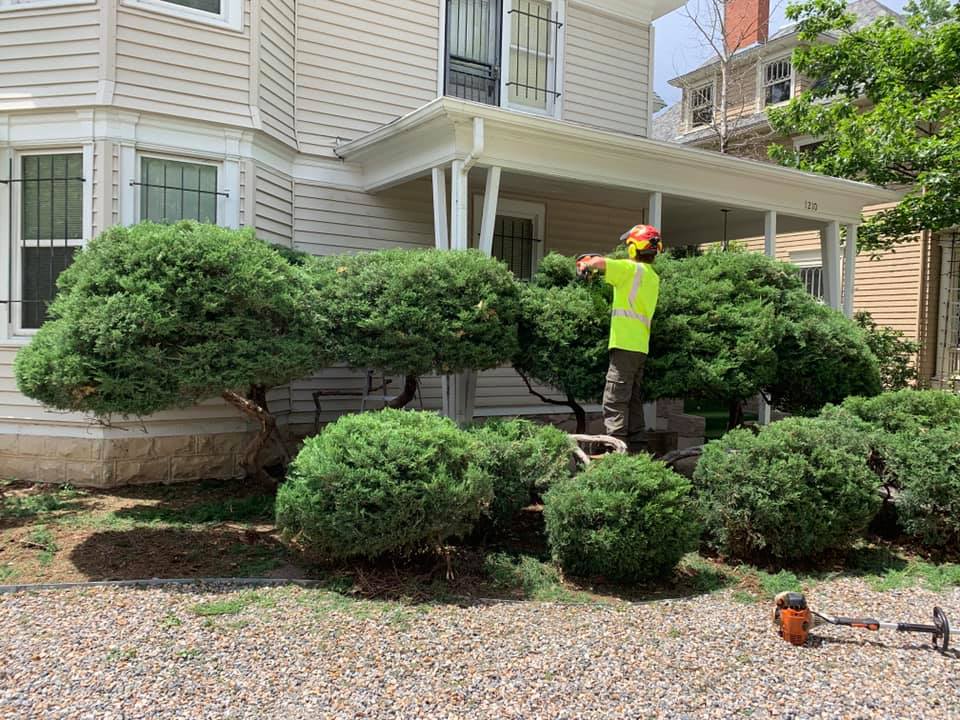 Charlotte Bush and Shrub Trimming