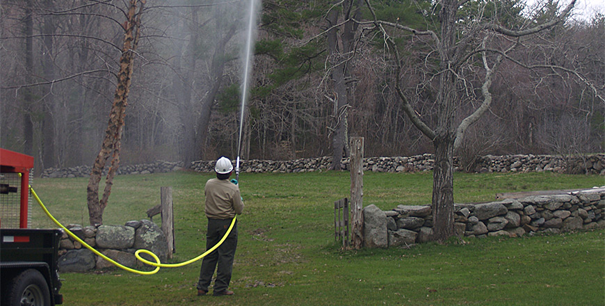 Spray trees for insects