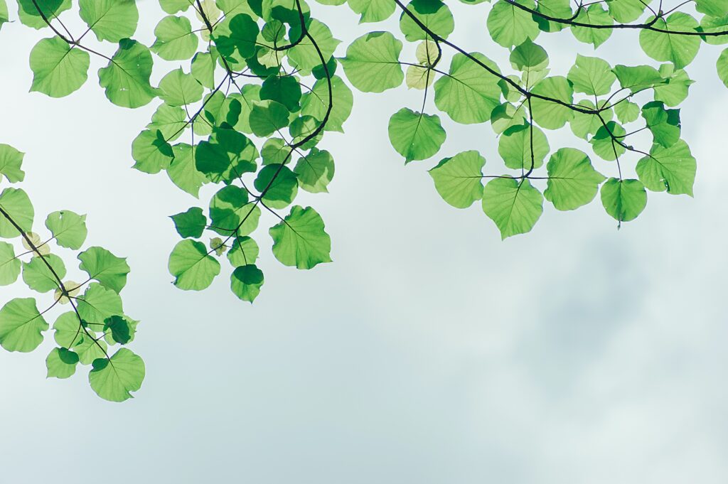 The Art and Science of Professional Tree Trimming