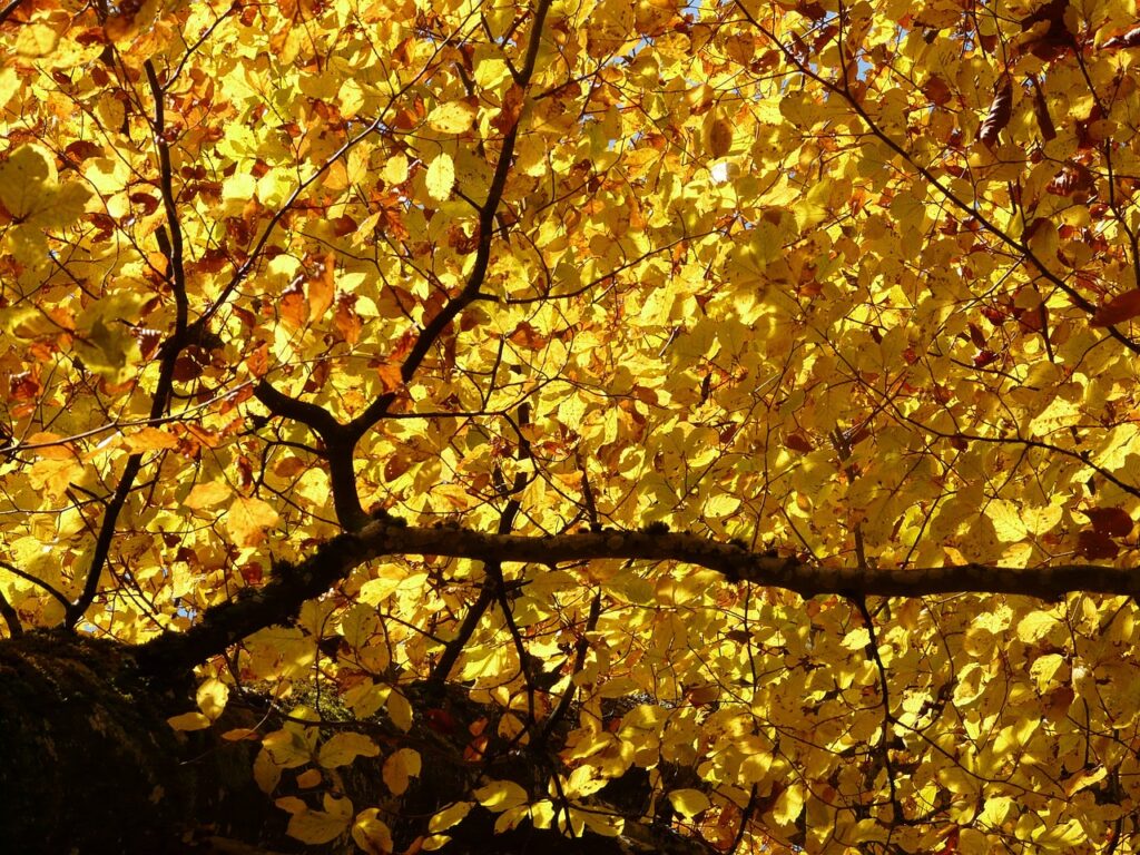 Trim trees in fall