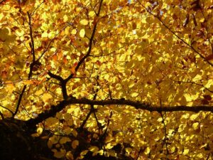 Trim trees in fall