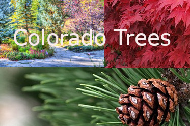Colorado Tree Collage