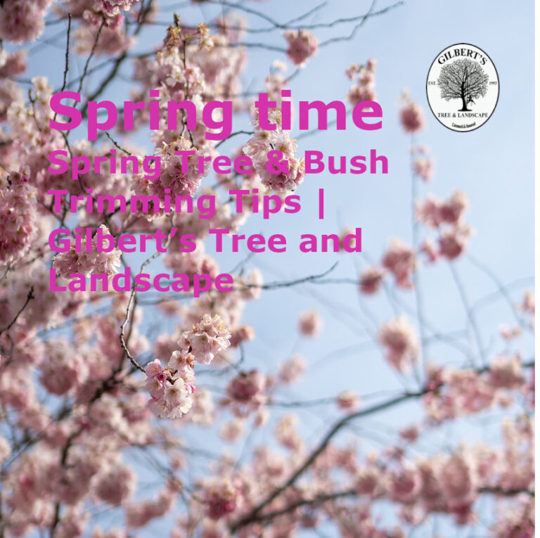 Spring time tree trimming and bush trimming in Colorado Springs, CO