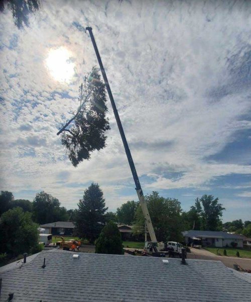 Crane to Remove Large Trees